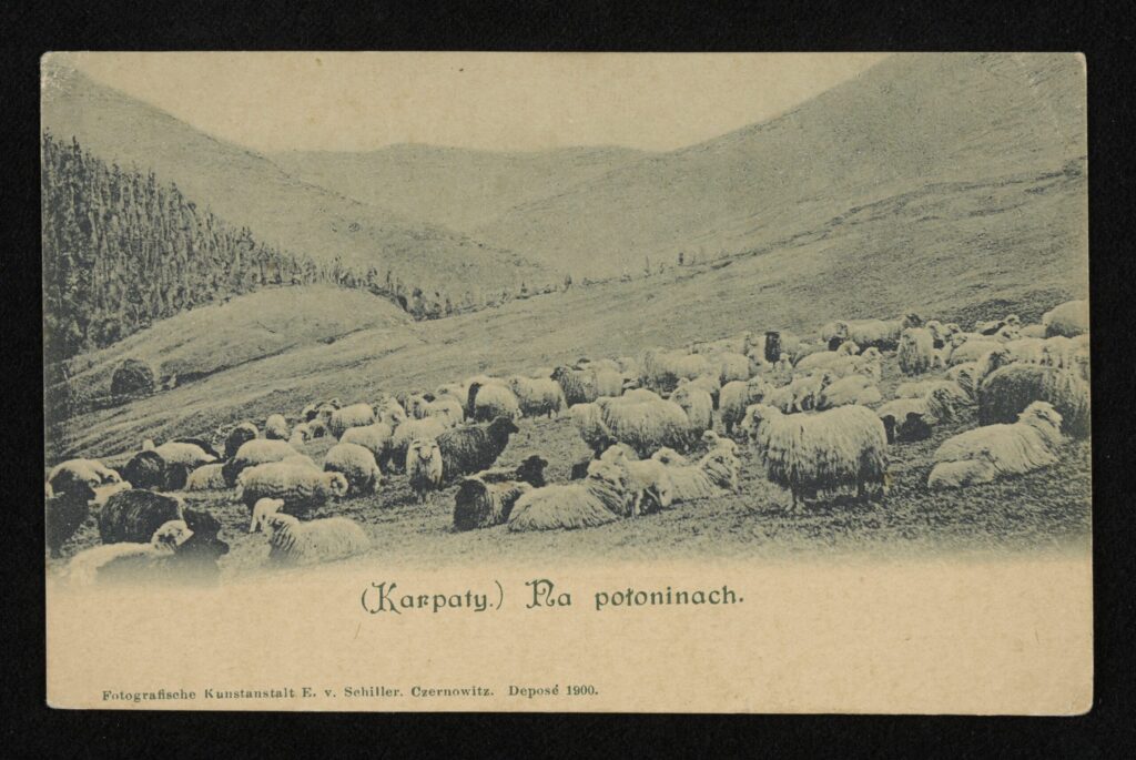 Wypas owiec w Karpatach Wschodnich