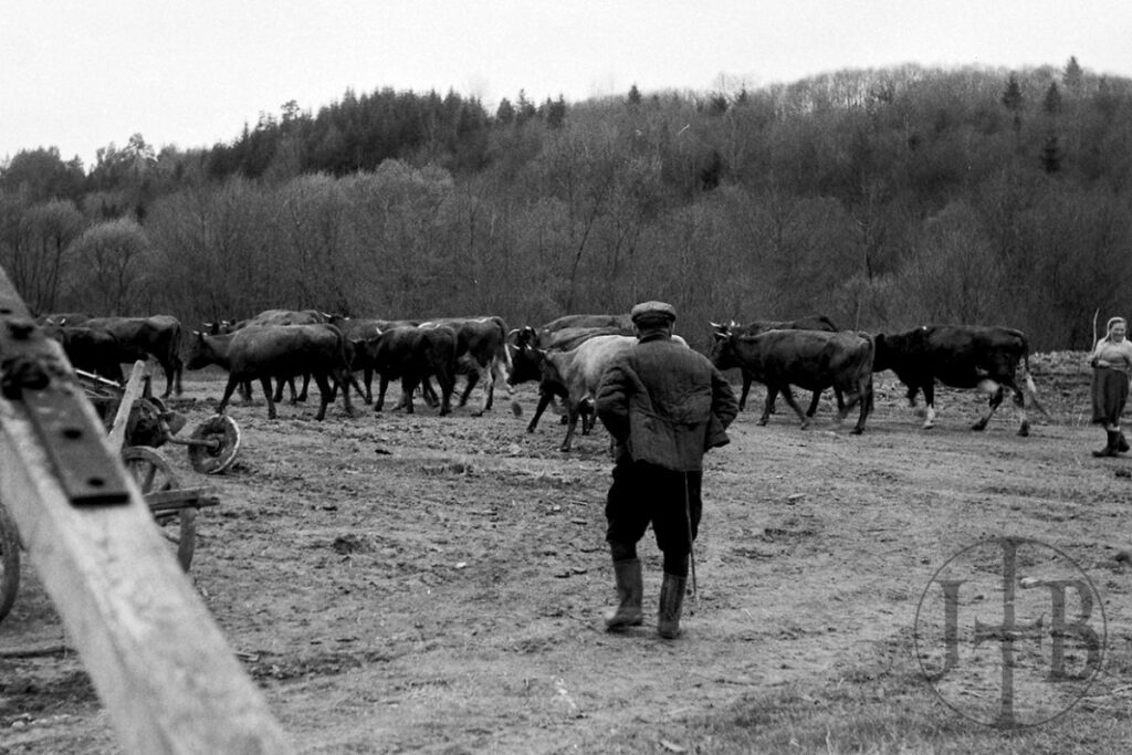 Bydło na terenie wsi Trójca