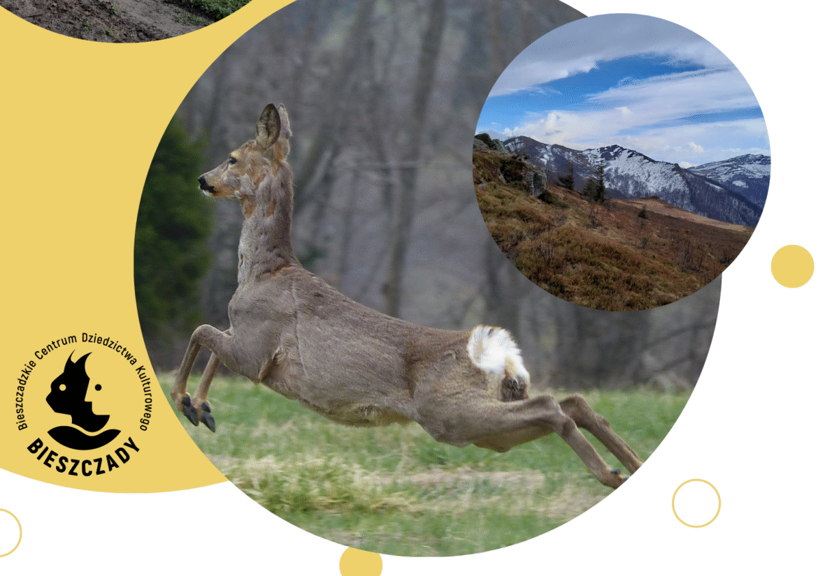 Plakat reklamujący konkurs fotograficzny "Okiem bieszczadzkiego sokoła"