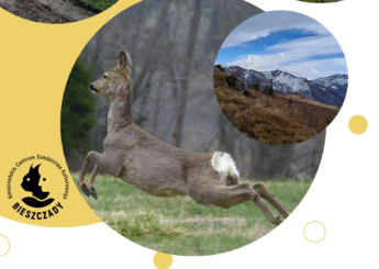 Plakat reklamujący konkurs fotograficzny "Okiem bieszczadzkiego sokoła"